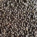 Semi di Salvia Divinorum