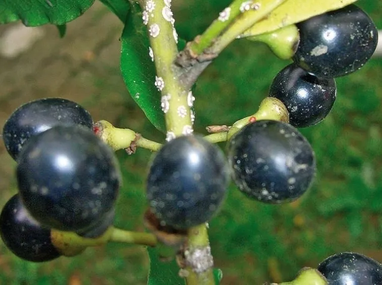 Primo piano delle bacche di alloro