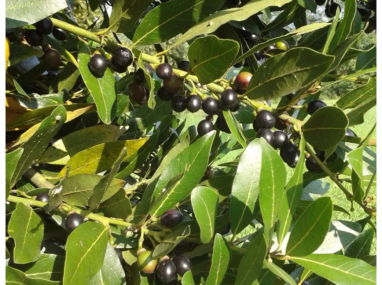 Pianta di alloro le cui foglie e bacche sono utilissimi rimedi naturali
