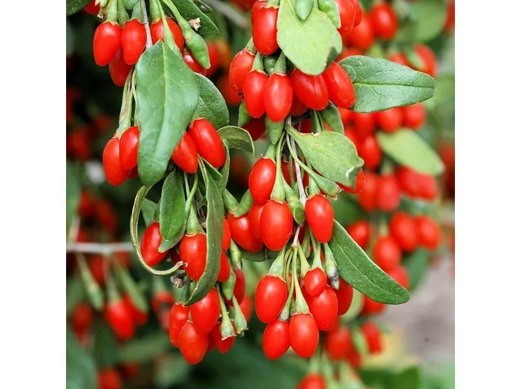 Bacche di Goji