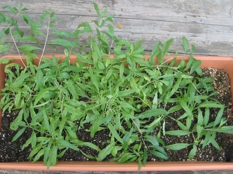 Goji di due mesi