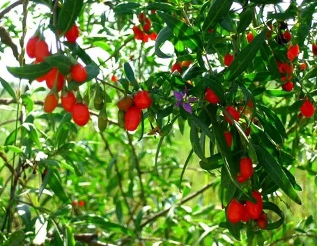 http://monarbrelorraine.blogspot.it/2011/01/les-baies-du-douairele-goji-culture-en.html
