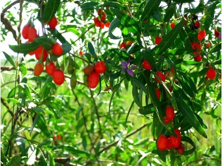 http://monarbrelorraine.blogspot.it/2011/01/les-baies-du-douairele-goji-culture-en.html