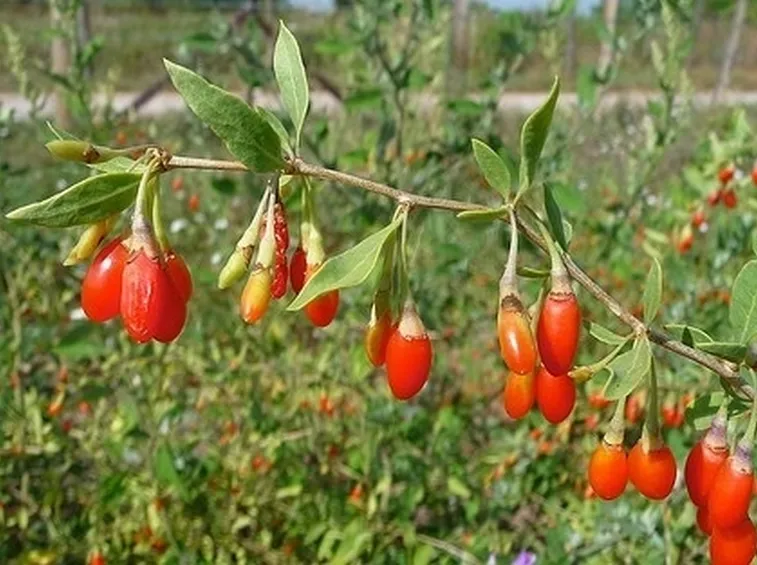 https://www.flickr.com/photos/6franc6/6062085517/