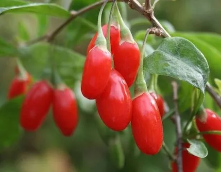 Le bacche di Goji così come si presentano in natura.