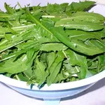 cicoria 