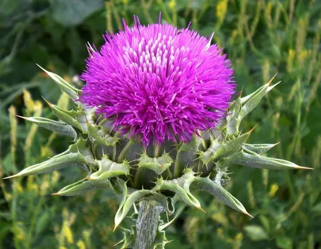 Silybum marianum