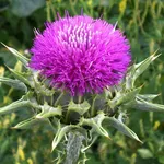 Silybum marianum