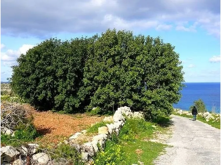 carrubo