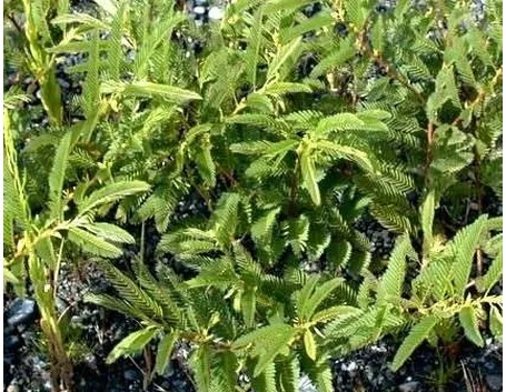 cassia nomame