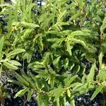 cassia nomame