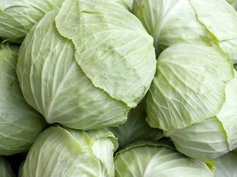 cavolo