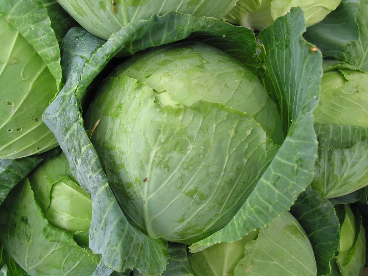 cavolo