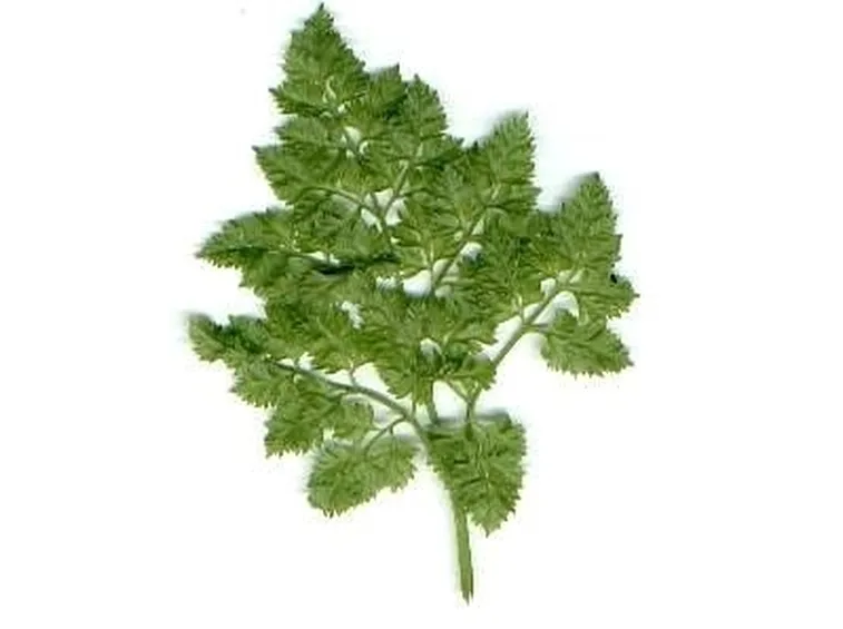 cerfoglio