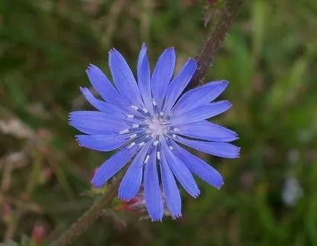 fiore cicoria