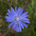 fiore cicoria