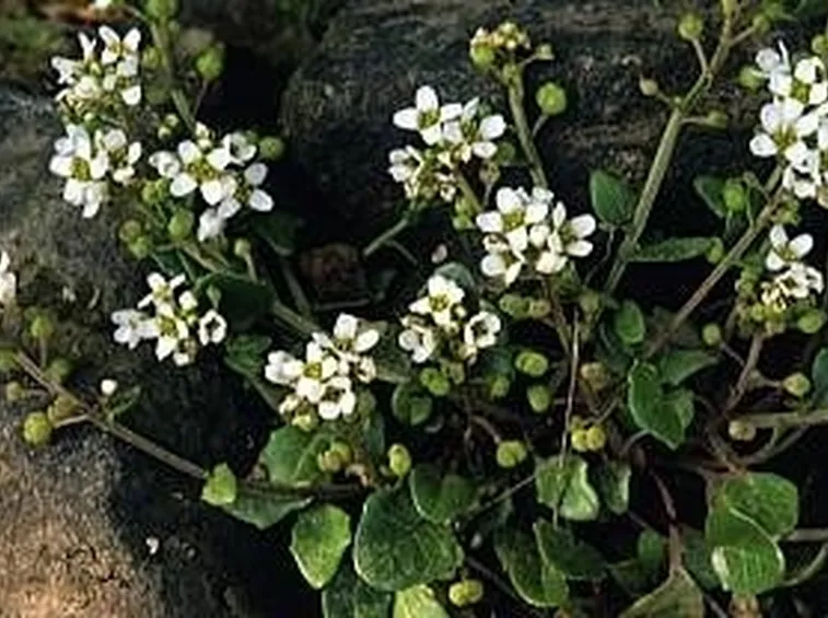 coclearia