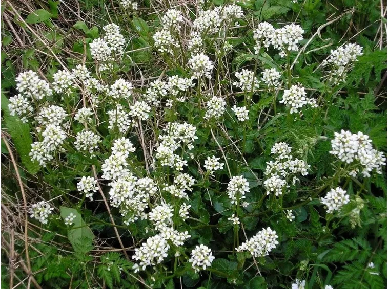 coclearia