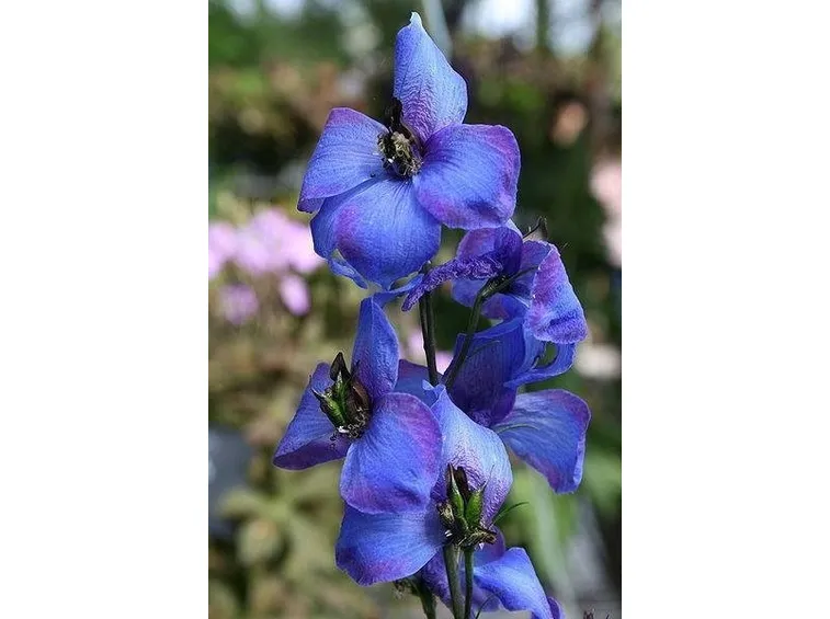 fiore consolida