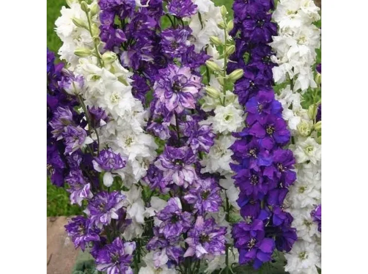 fiori consolida