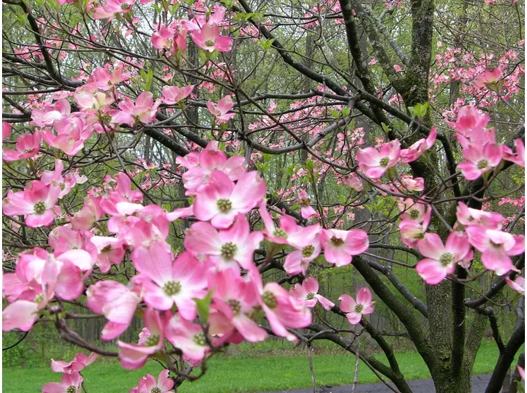 fiori corniolo