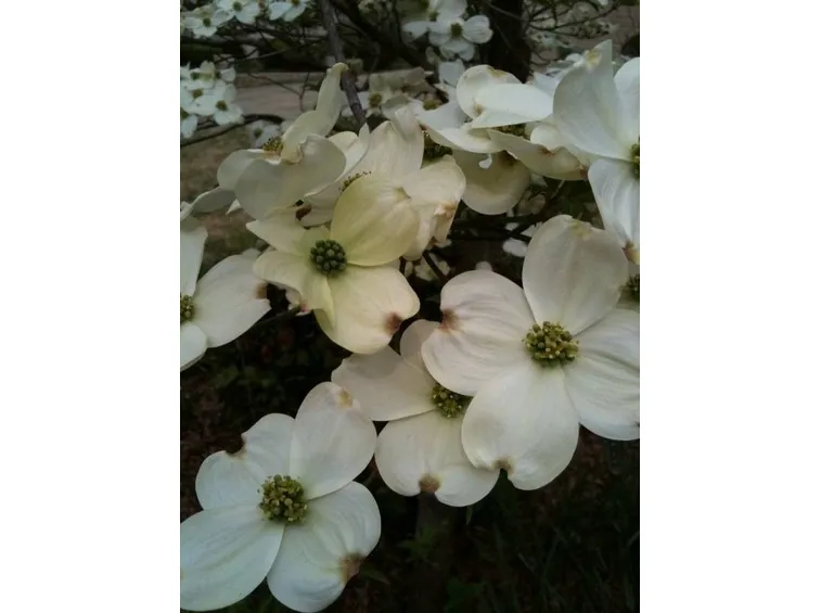 fiori corniolo