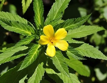 Damiana pianta, particolare fiore