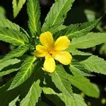 Damiana pianta, particolare fiore