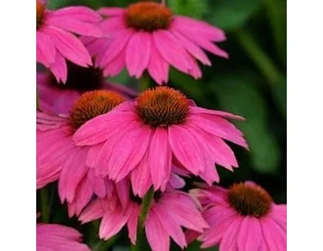 echinacea