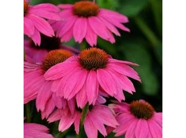 echinacea