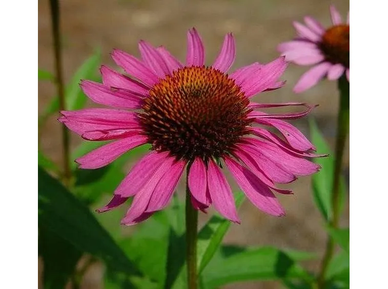 echinacea