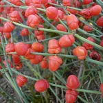 efedra