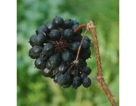 eleuterococco