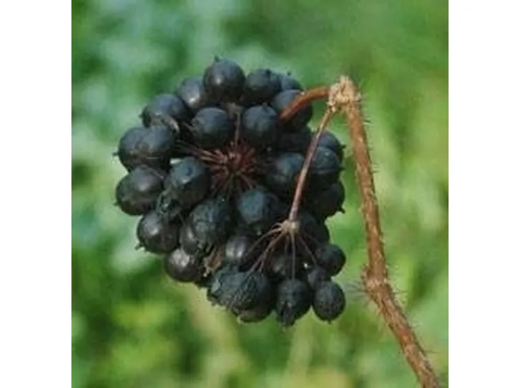 eleuterococco