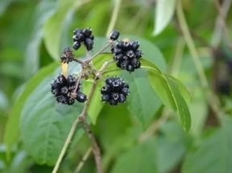 eleuterococco