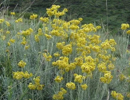 Elicriso 