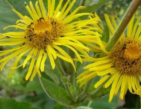 enula