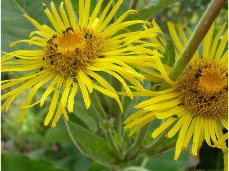 enula