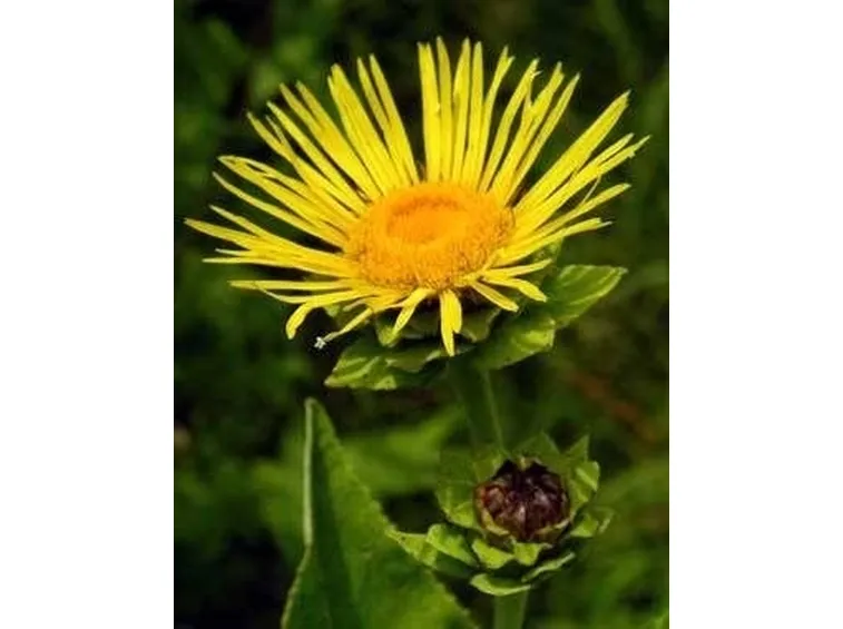enula