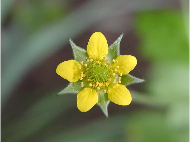 fiore Erba benedetta 