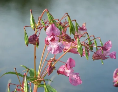 Impatiens glandulifera