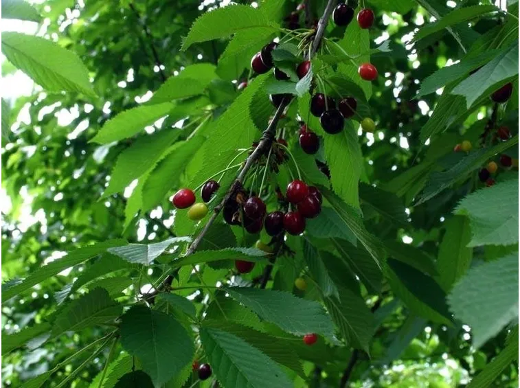 Ciliegio selvatico