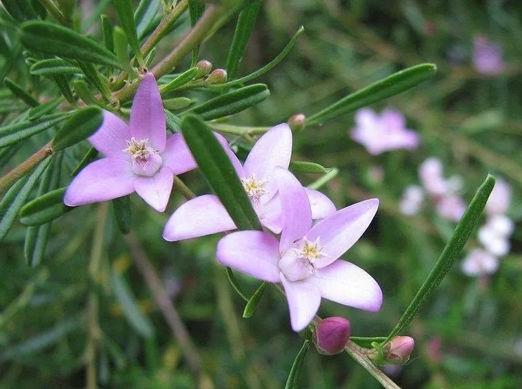 Il fiore di crowea contro lo stress