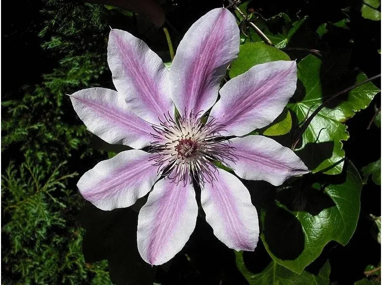 Fiore di clematis per la mancanza di concentrazione