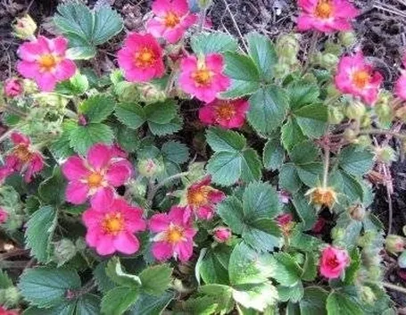 Fragaria 