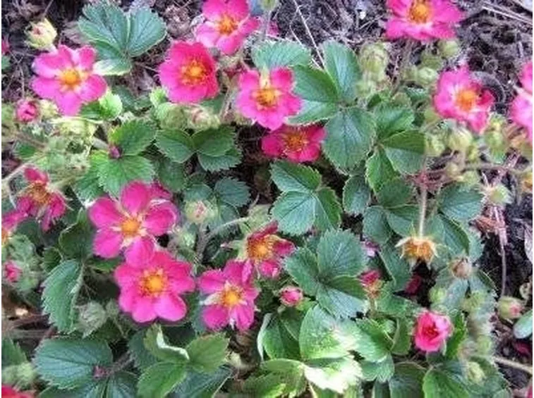 Fragaria 