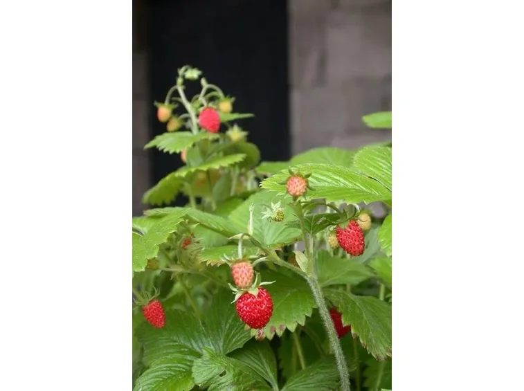 Fragaria 