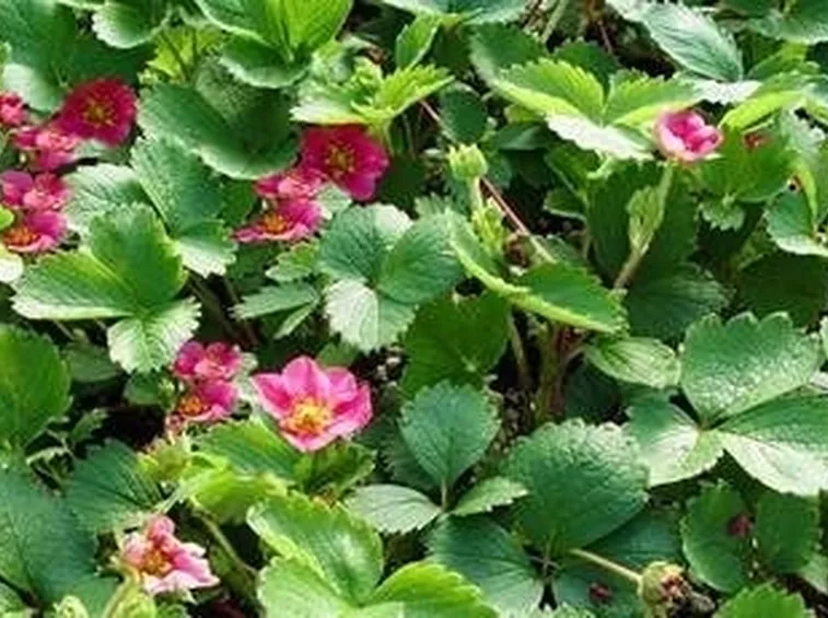 fragaria