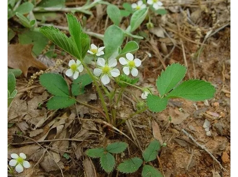 fragaria