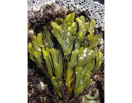 fucus